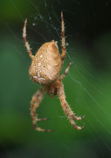 Araneus diadematus - koronás keresztespók