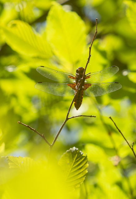Libellula depressa - széles laposacsa