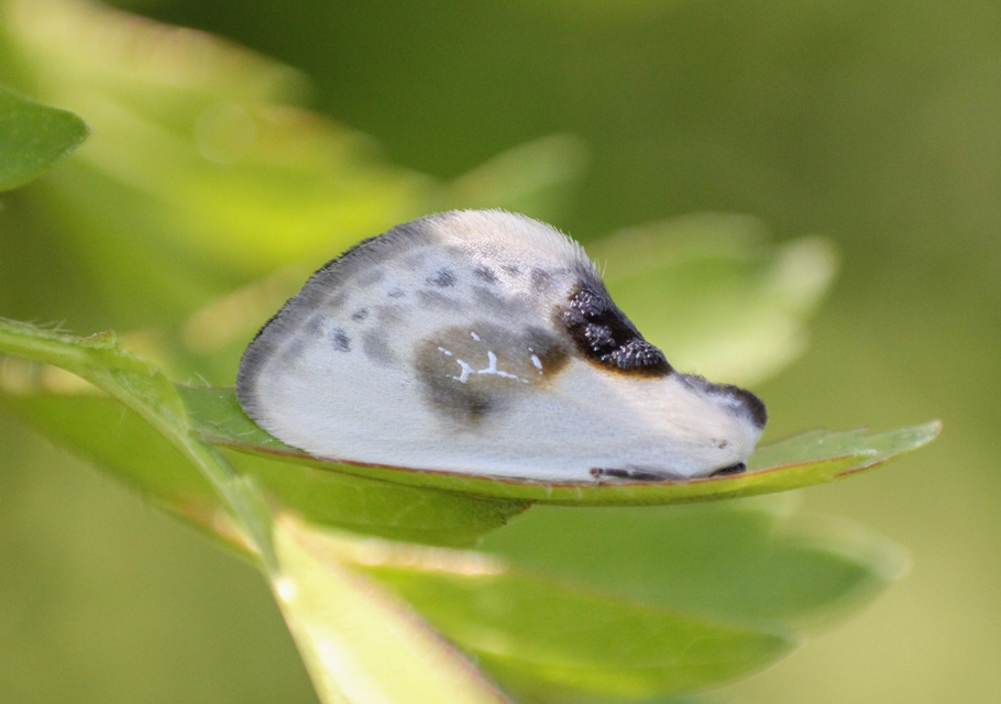 Cilix glaucata - törpe sarlósszövő