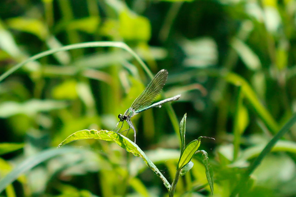 Calopteryx splendens - sávos szitakötő