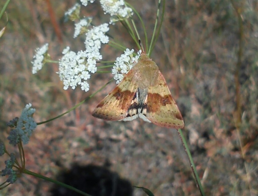 Heliothis viriplaca - mácsonyabagoly