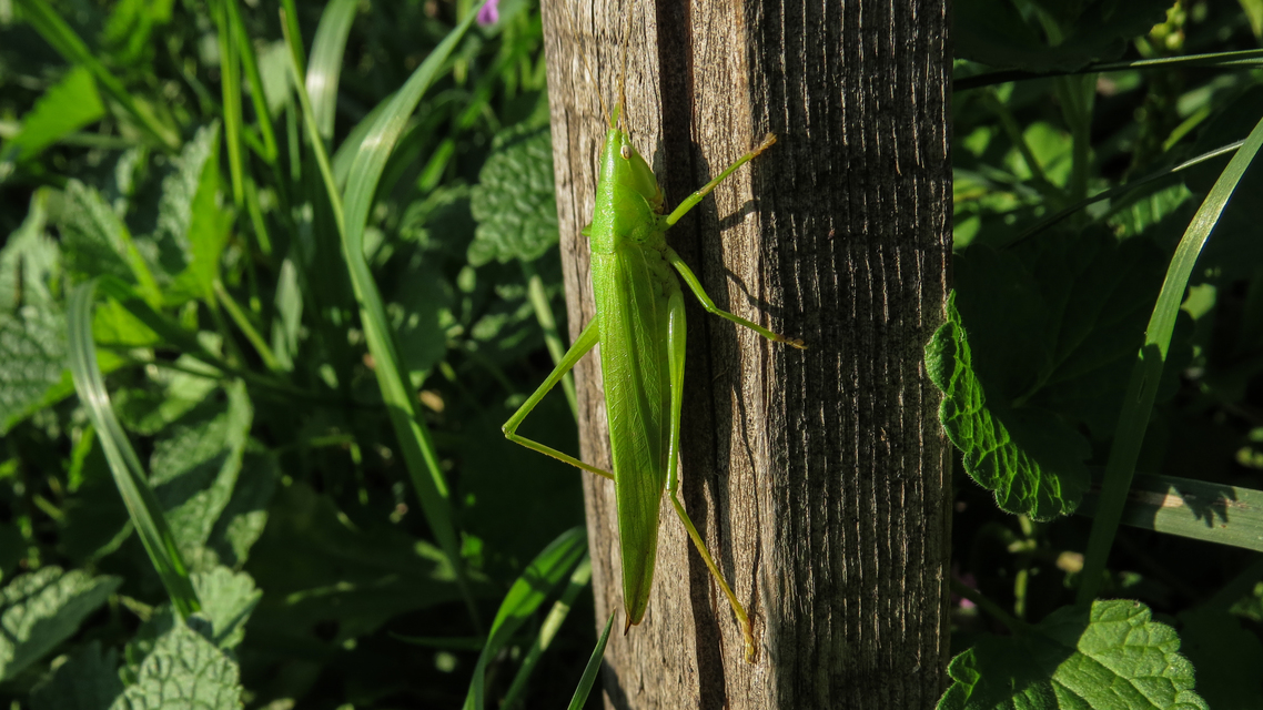 Ruspolia nitidula - nagy kúpfejűszöcske