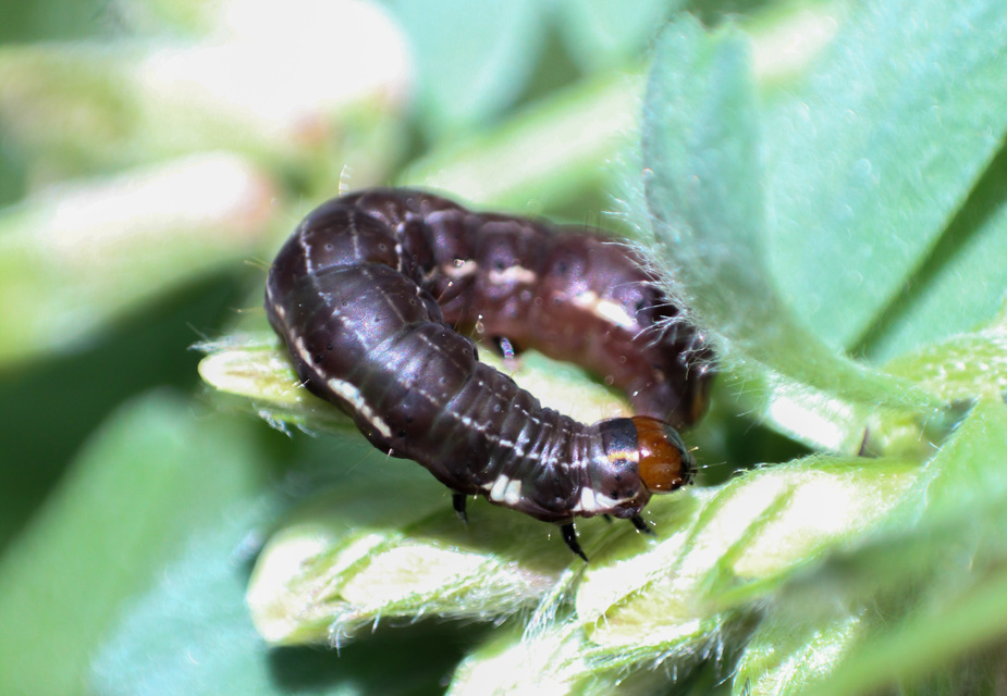 Eupsilia transversa - holdacskás télibagoly