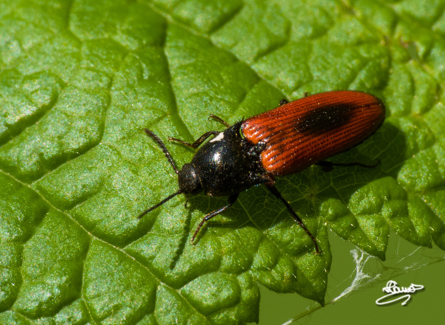 Ampedus sanguinolentus sanguinolentus