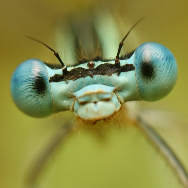 Platycnemis pennipes - széleslábú szitakötő