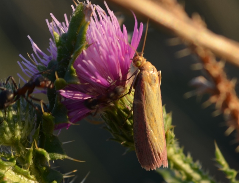 Oncocera semirubella - lucernamoly
