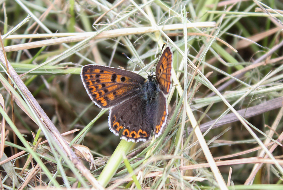Lycaena tityrus - barna tűzlepke