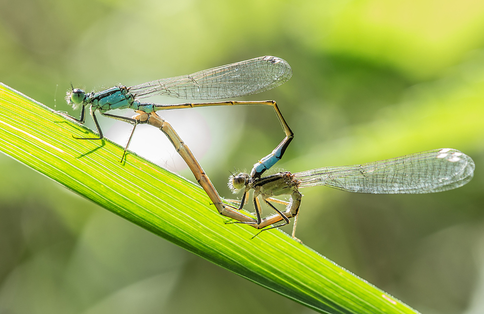 Ischnura elegans