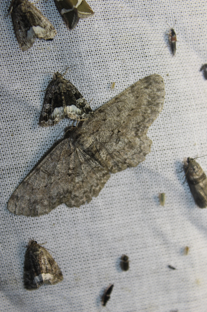 Hypomecis punctinalis - pettyes faaraszoló