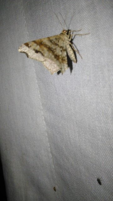 Macaria alternata - közönséges szürkearaszoló