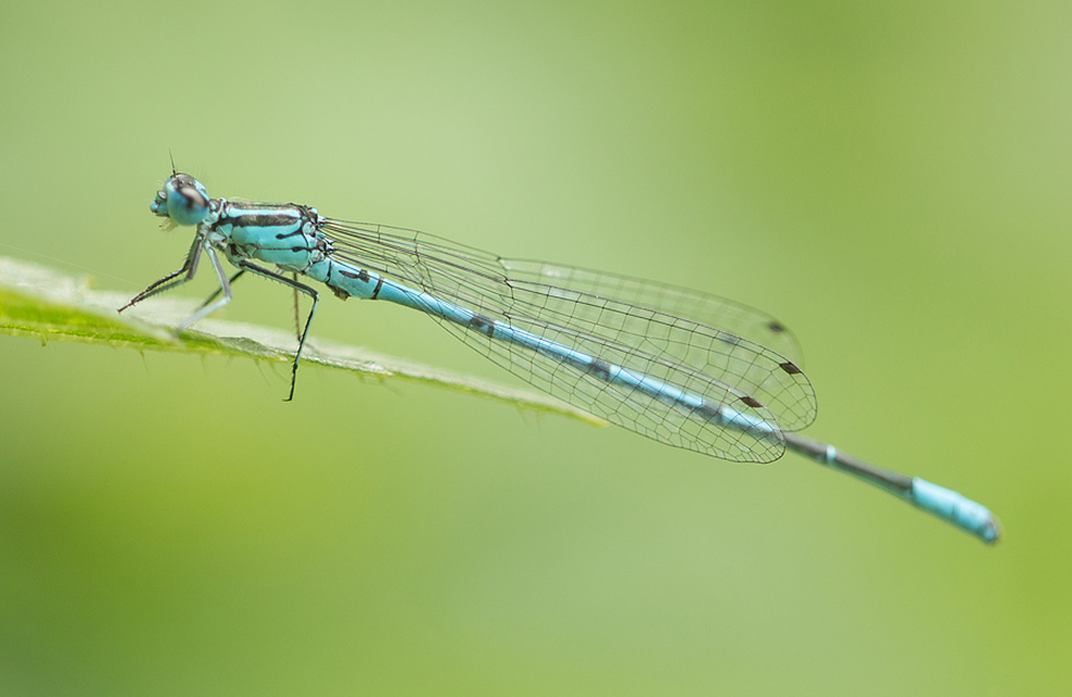 Coenagrion puella - azúrkék légivadász