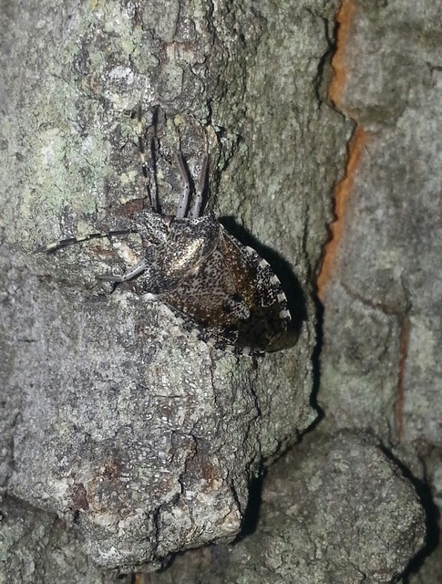 Rhaphigaster nebulosa - bencepoloska
