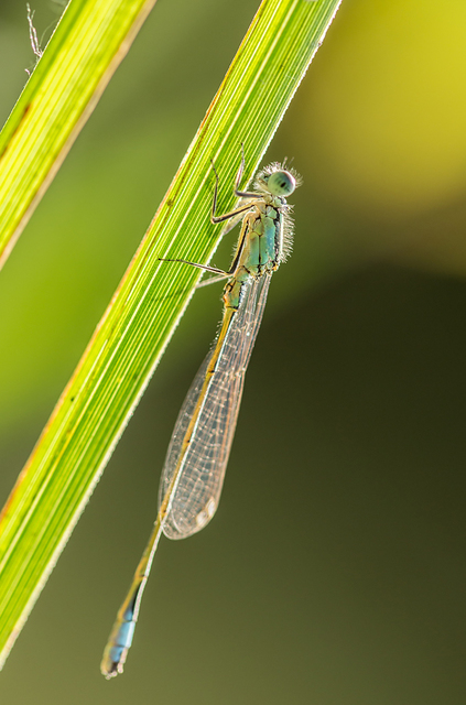 Ischnura elegans