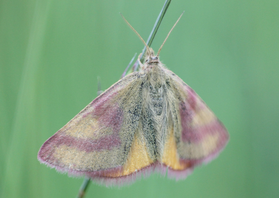 Lythria purpuraria - bíborsávos araszoló