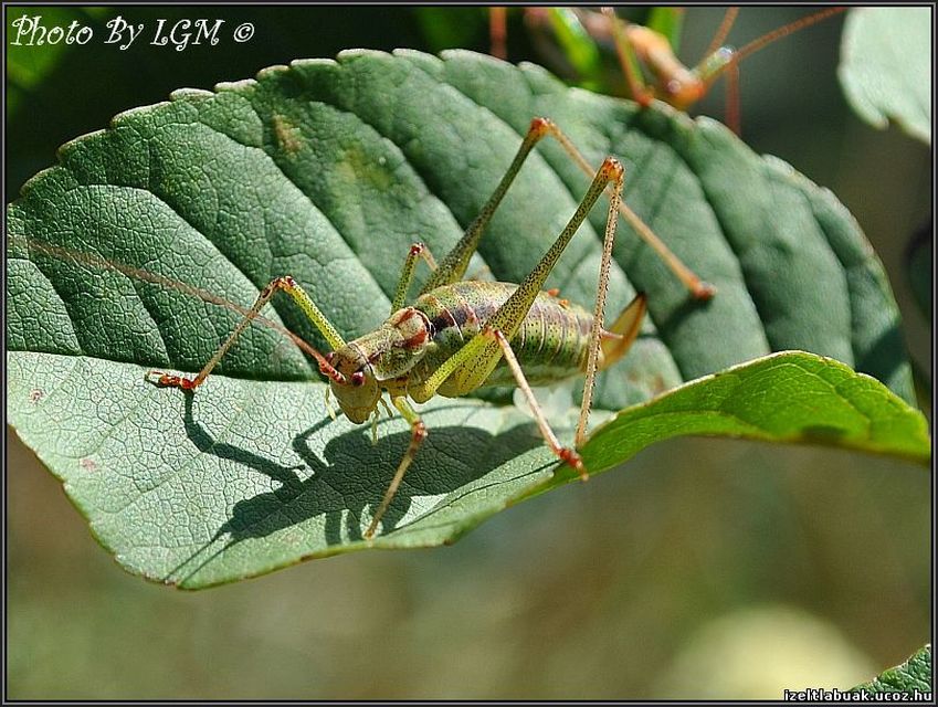 Leptophyes albovittata - közönséges virágszöcske