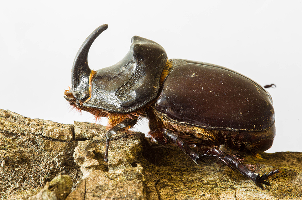 Oryctes nasicornis - orrszarvú bogár