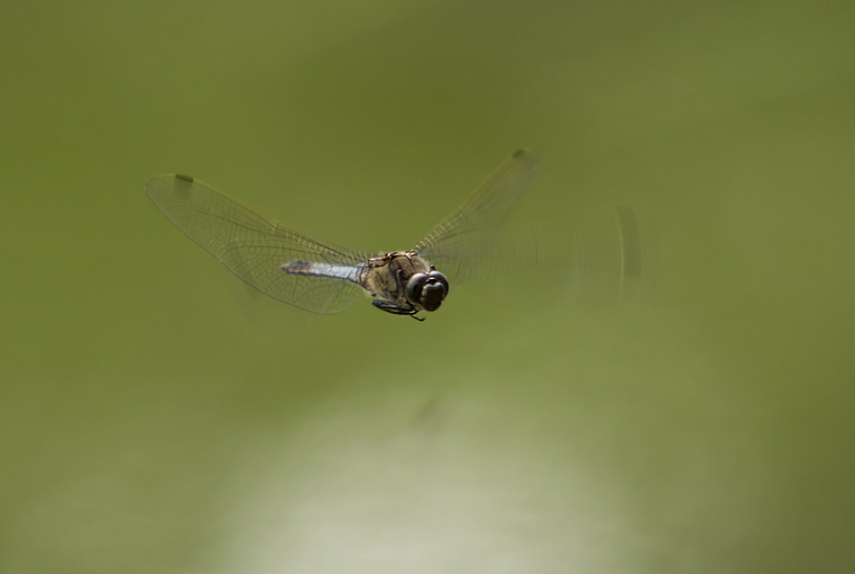 Orthetrum cancellatum - feketefarkú pásztorszitakötő