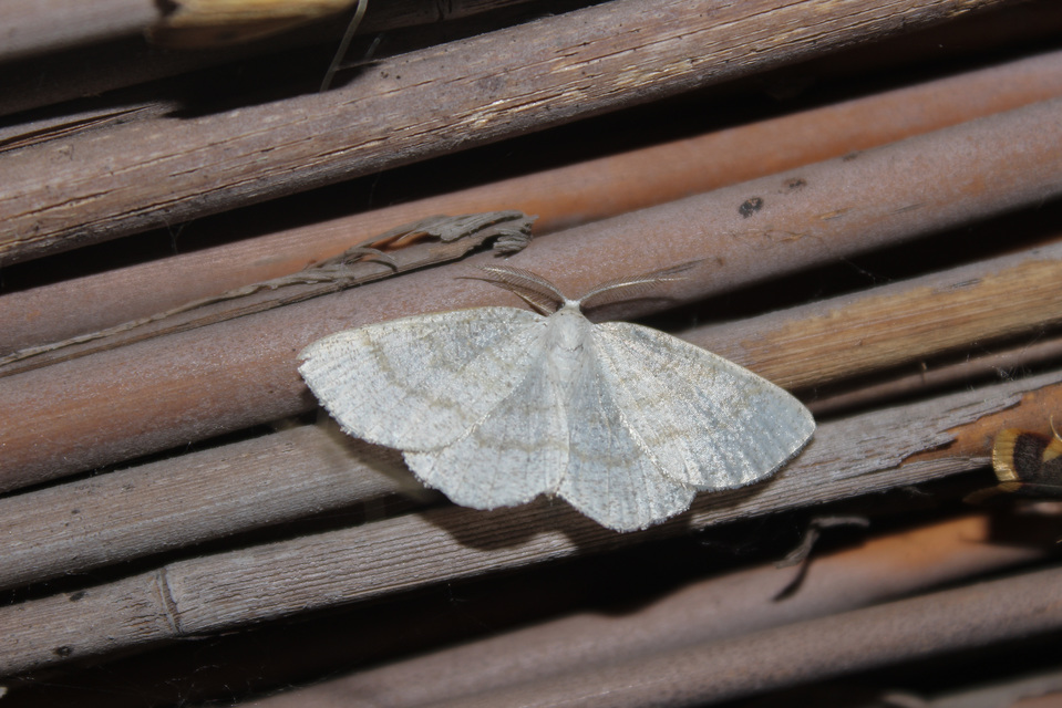 Cabera exanthemata - pettyes égeraraszoló