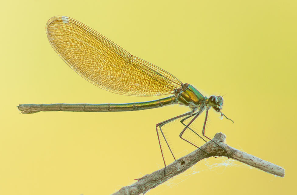 Calopteryx splendens - sávos szitakötő