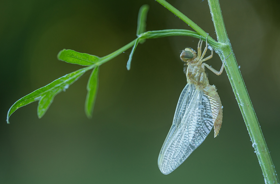 Orthetrum coerulescens - karcsú pásztorszitakötő