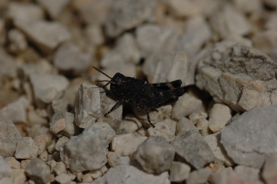 Oedipoda caerulescens - kékszárnyú sáska