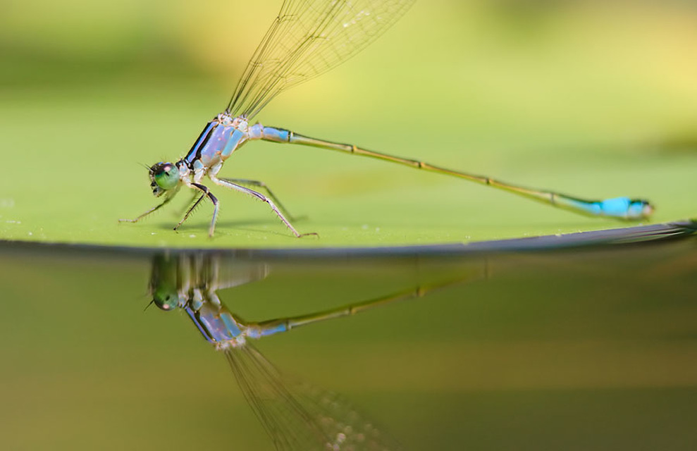 Ischnura elegans