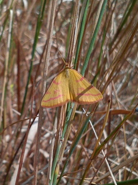 Lythria purpuraria - bíborsávos araszoló