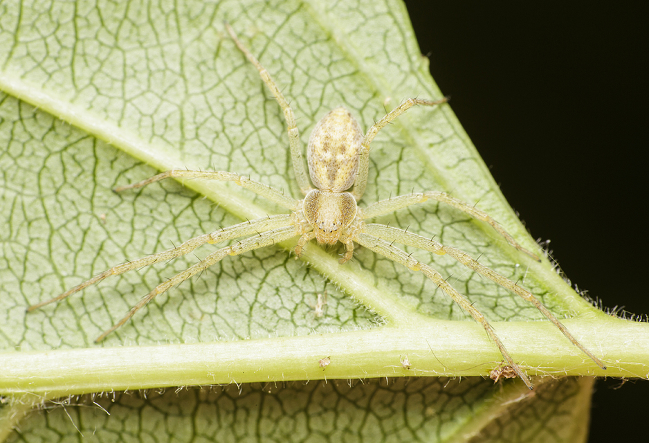 Philodromus