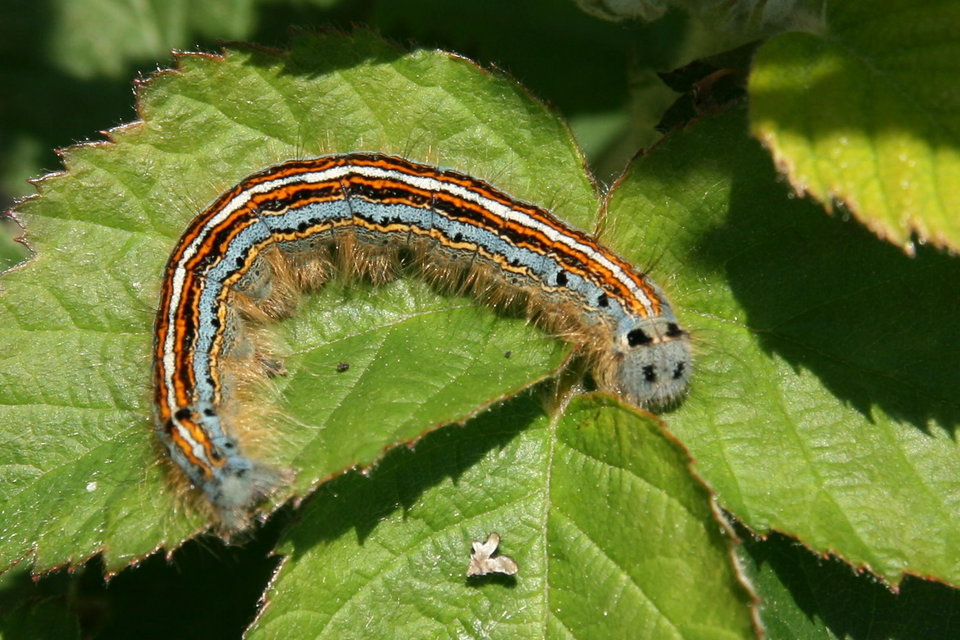 Malacosoma neustria - gyűrűsszövő