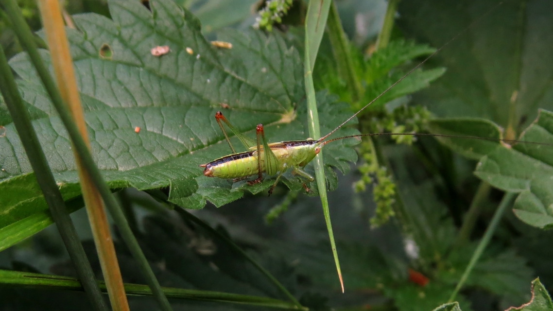 Conocephalus fuscus - kis kúpfejűszöcske