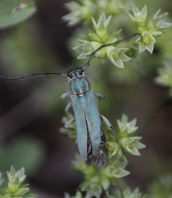 Phytoecia coerulescens - kígyósziszcincér