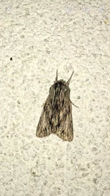 Asteroscopus sphinx - csillagnéző bundásbagoly