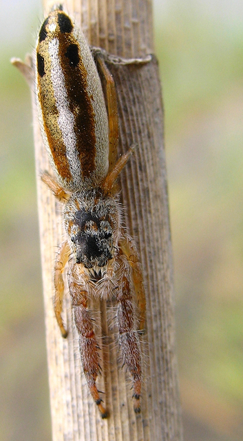Mendoza canestrinii - mediterrán nádiugrópók