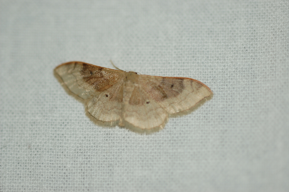 Idaea degeneraria - barnasávos araszoló