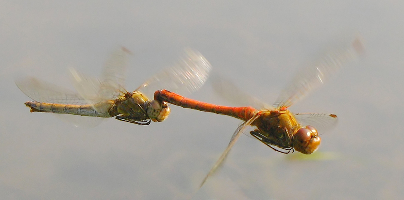 Sympetrum meridionale - fakó katona-szitakötő
