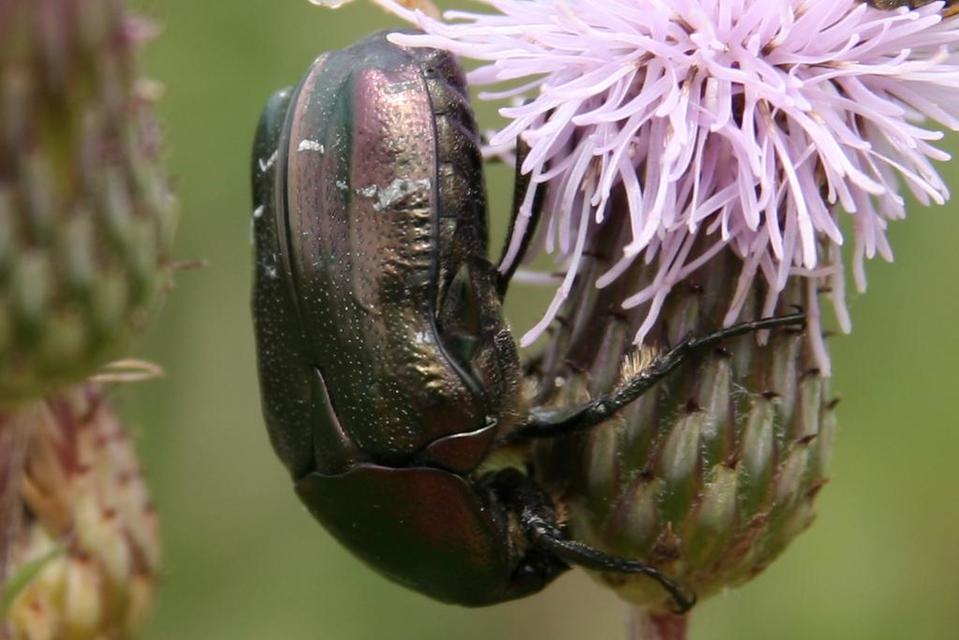 Cetonia aurata - aranyos virágbogár