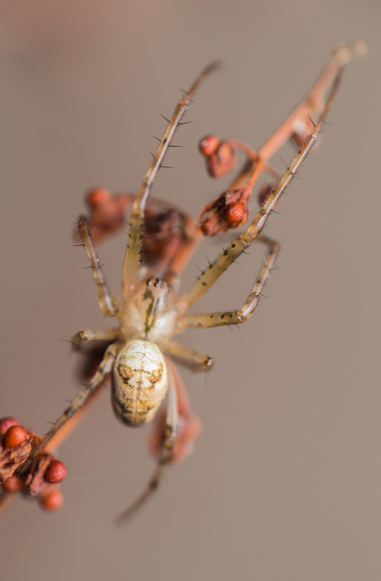 Metellina segmentata/mengei