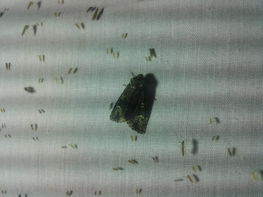 Craniophora ligustri - fagyalbagoly