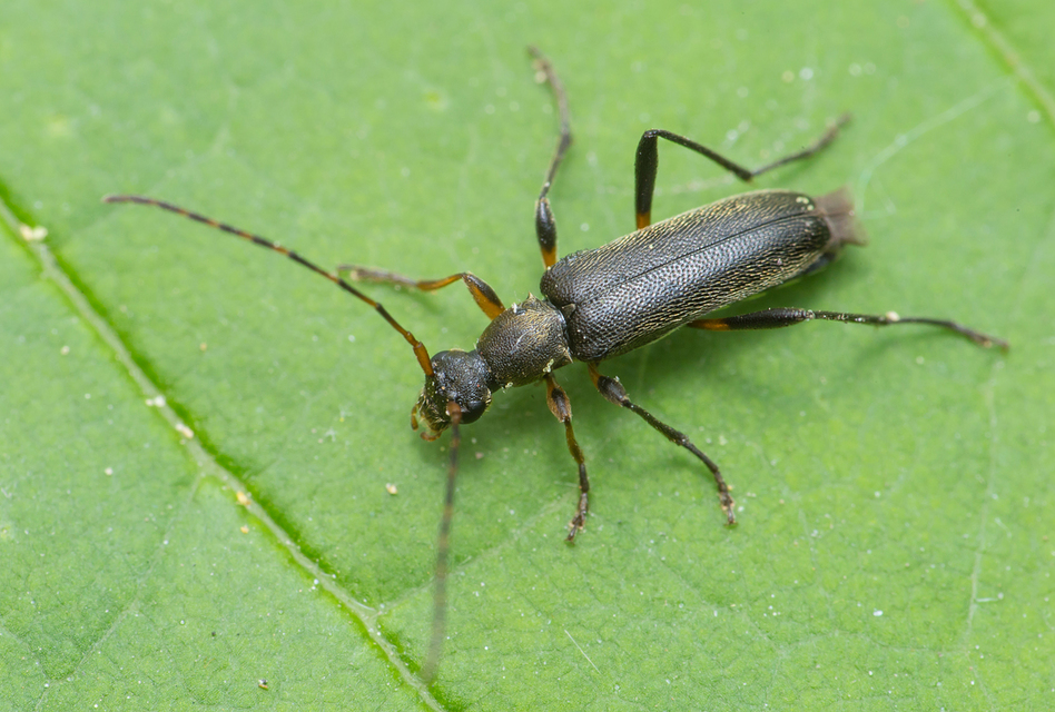 Grammoptera ruficornis - gyűrűscsápú galagonyacincér Grammoptera ruficornis - gyűrűscsápú galagonyacincér