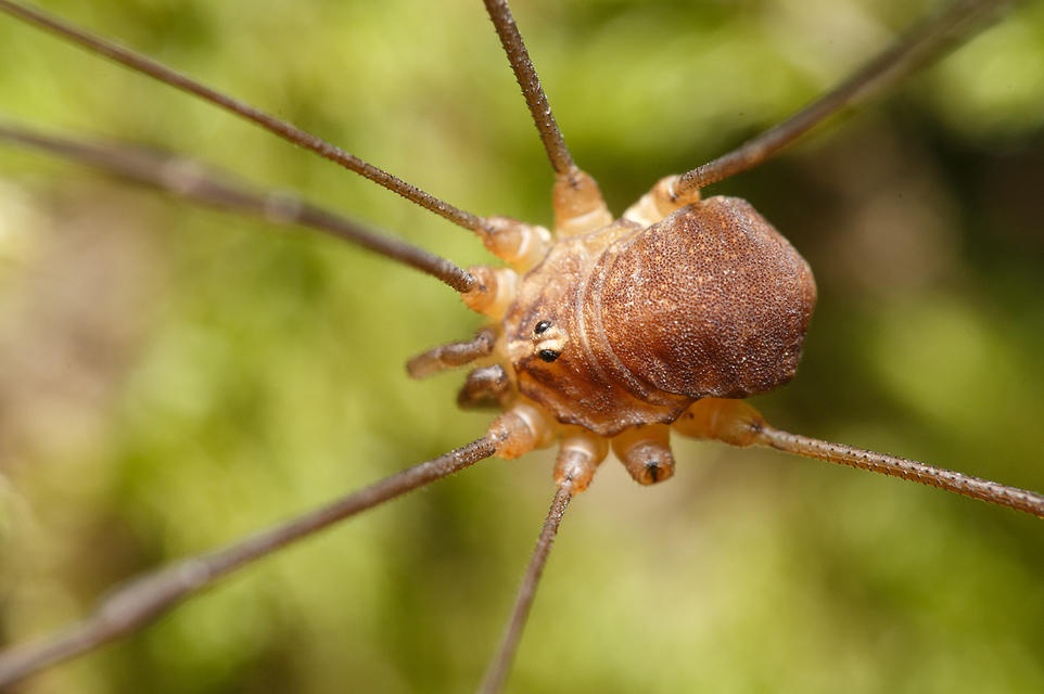 Nelima sempronii