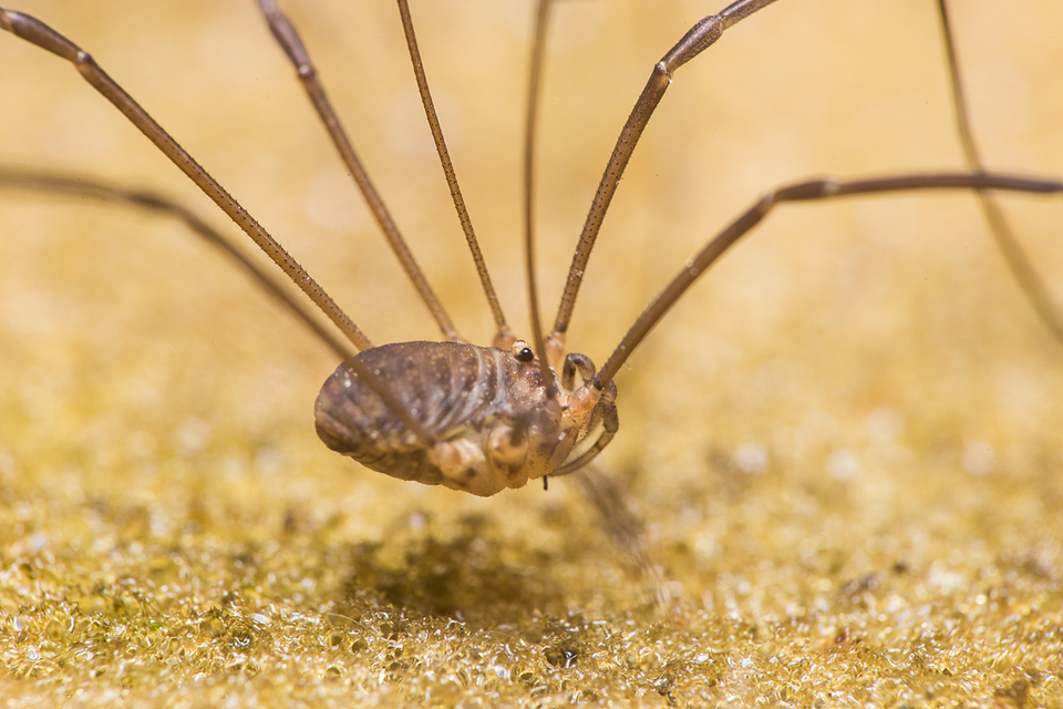Nelima sempronii