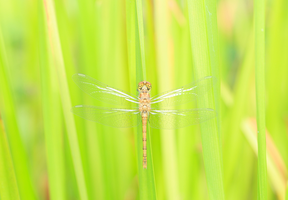 Sympetrum striolatum - harántsávos katona-szitakötő