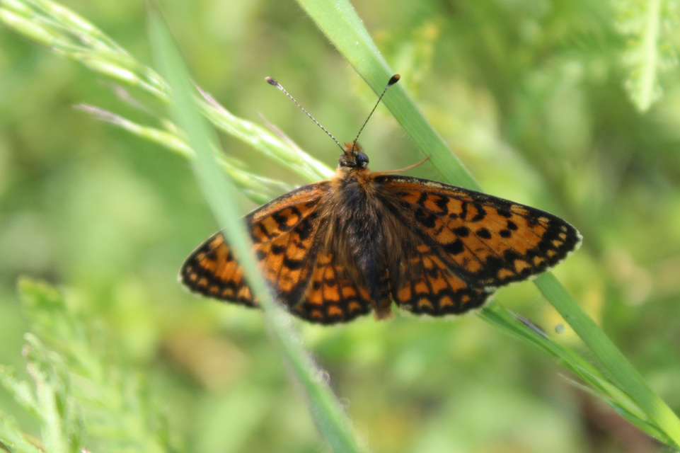 Melitaea trivia - kis tarkalepke