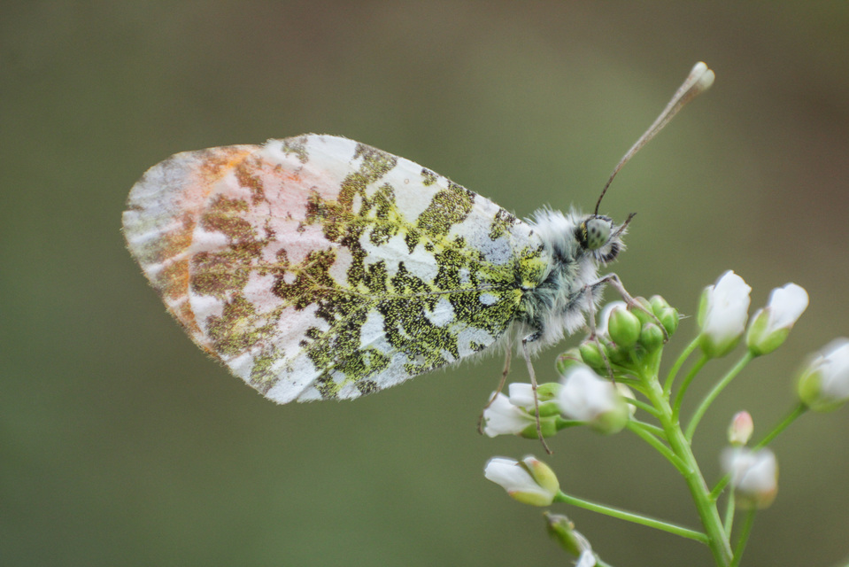 Anthocharis cardamines - hajnalpírlepke