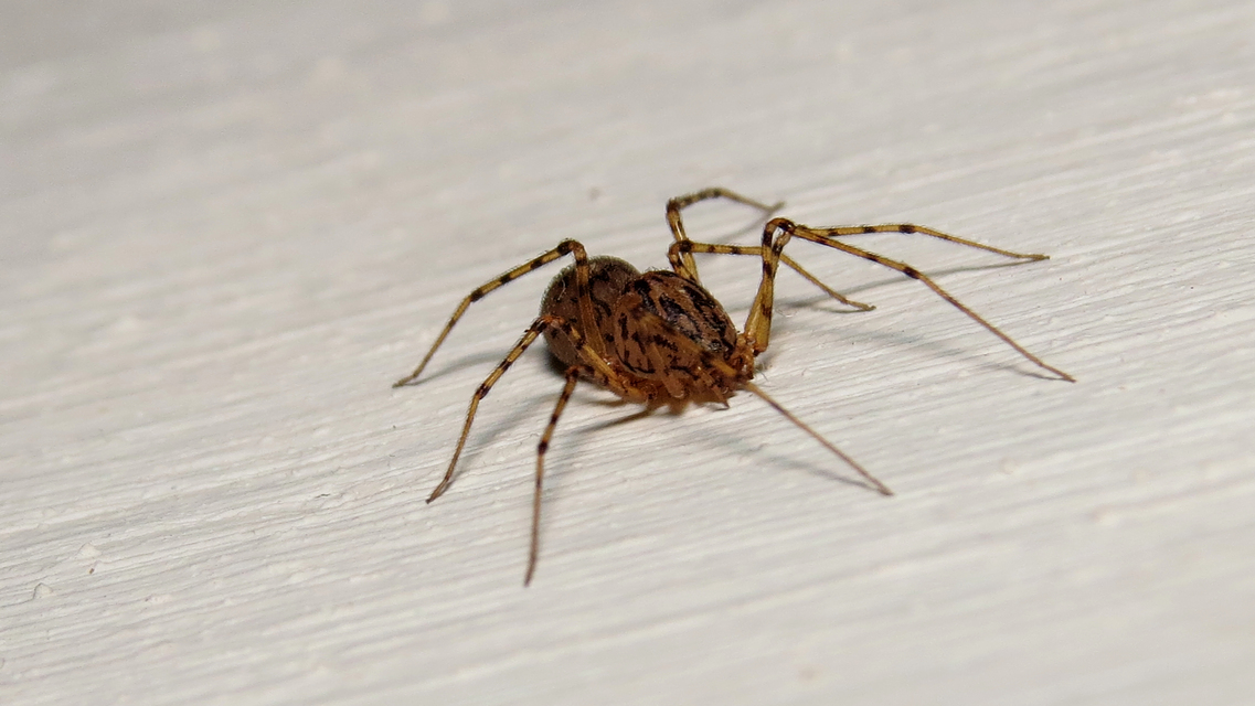 Scytodes thoracica - közönséges csupaszpók