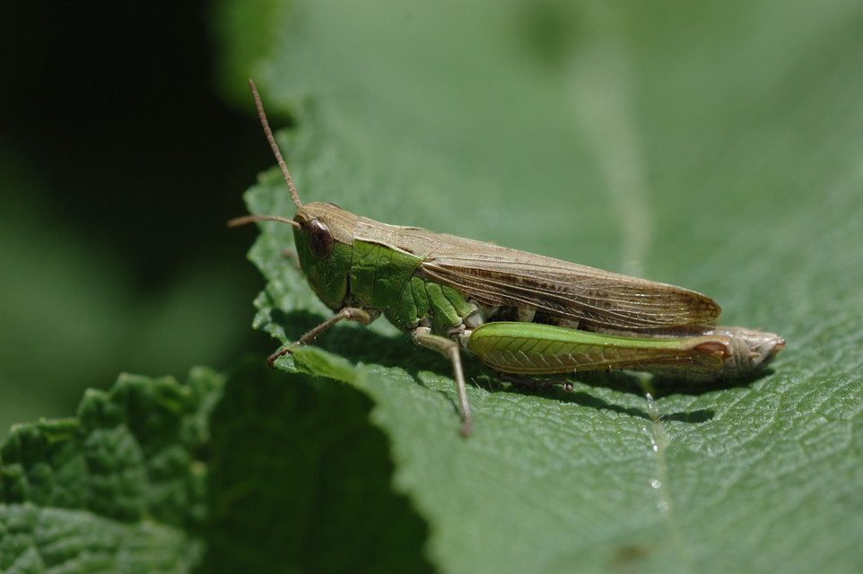 Chorthippus dorsatus - hátas rétisáska