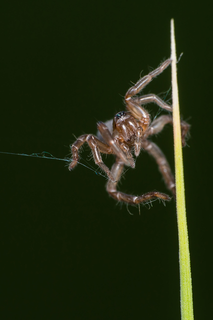 Lycosidae - farkaspókok