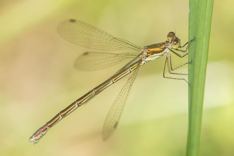 Lestes virens