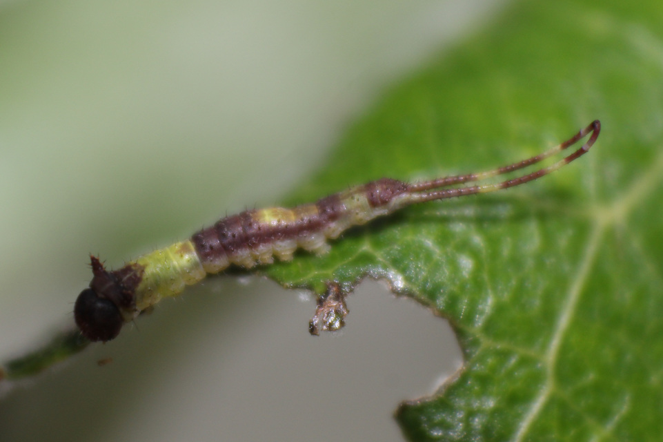 Furcula bifida - kis púposszövő