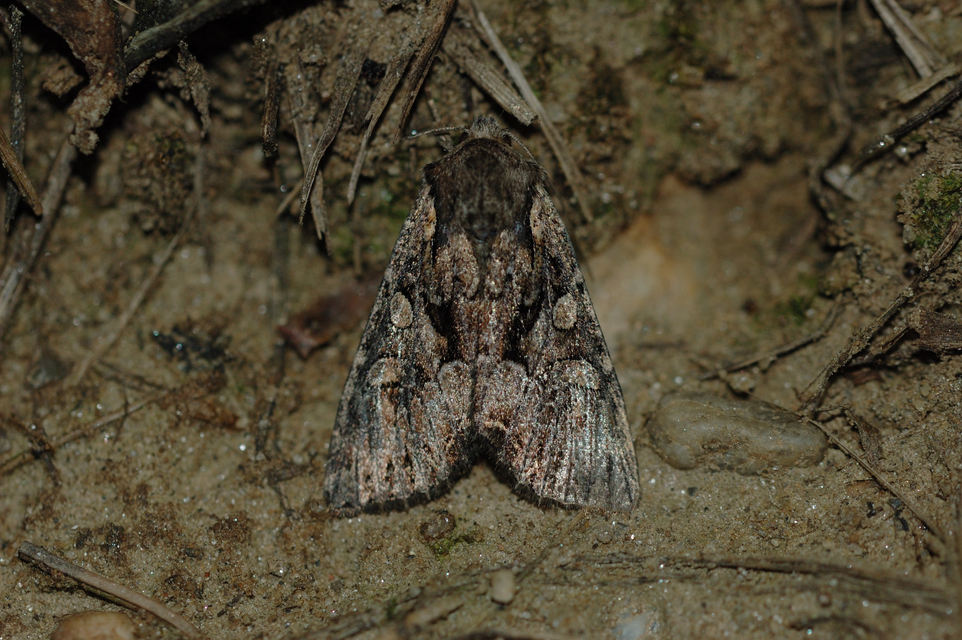 Lacanobia thalassina - borbolya-kertibagoly